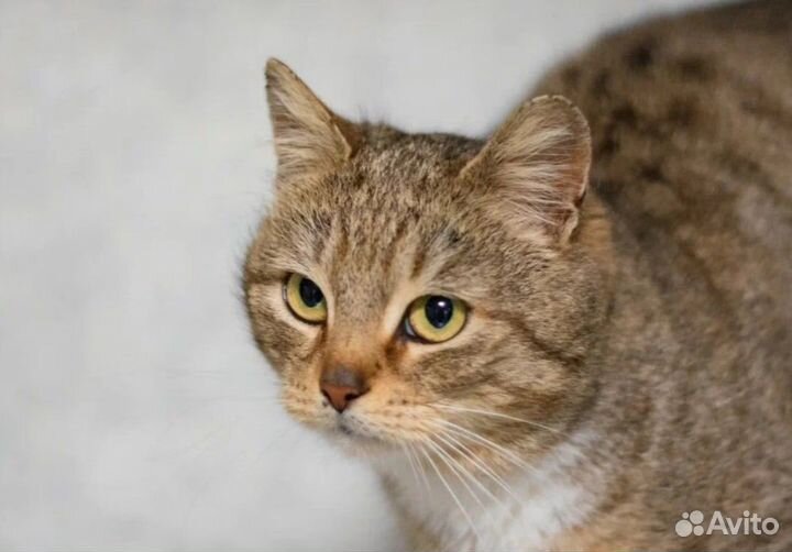 Отдам кошечку в добрые руки