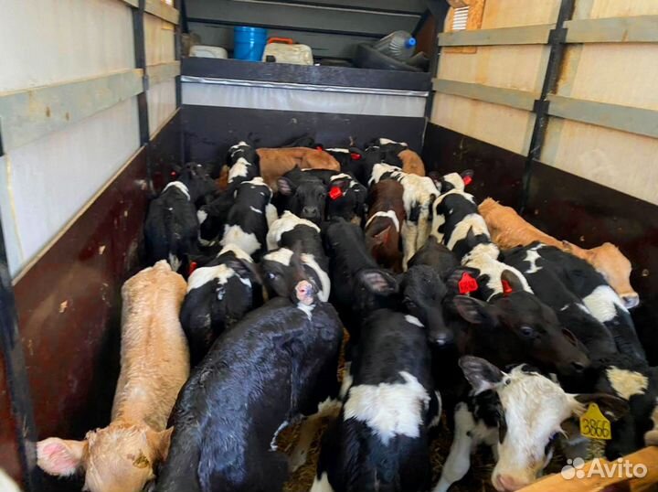 Телята с доставкой и выбором