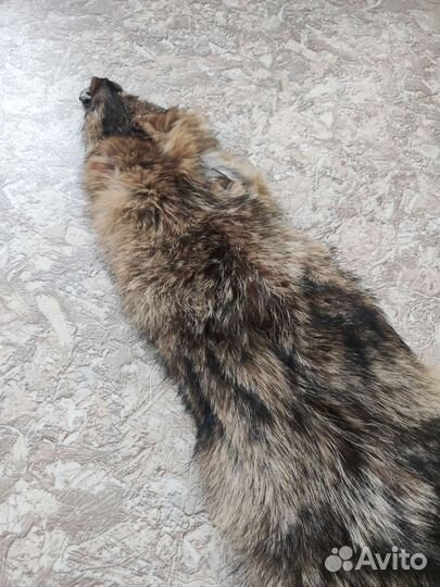 Шкура койота