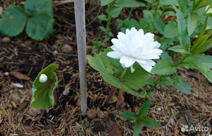 Садовые многолетники