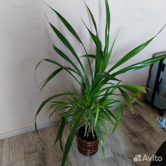 Пальма панданус