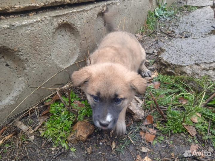 Собака в добрые руки