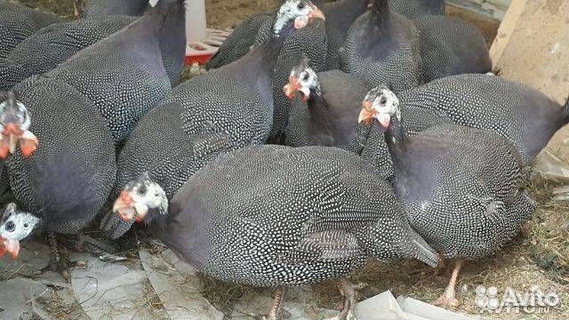 Цесарей бройлерных