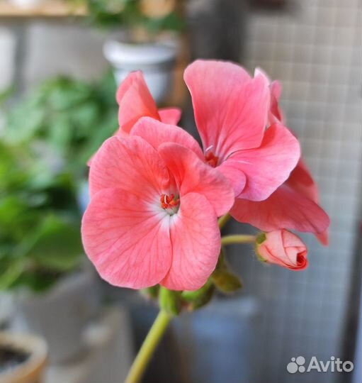 Пеларгония зональная. Разные оттенки в одном кашпо