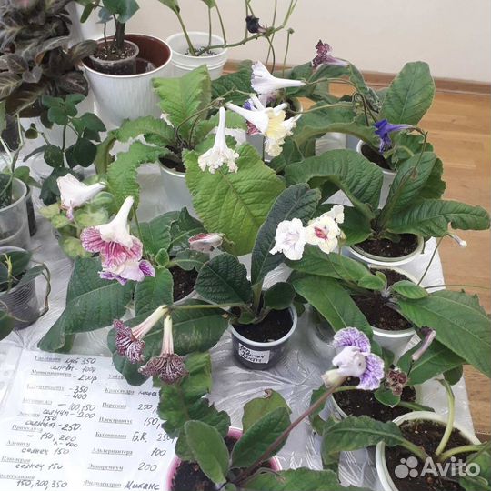 Семена комнатных растений