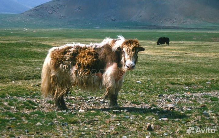 Монголия озеро Хубсугул 14-16.06, 21-23.06