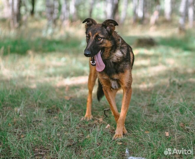 Метис бельгийской овчарки в приюте