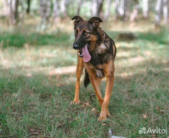 Метис бельгийской овчарки в приюте