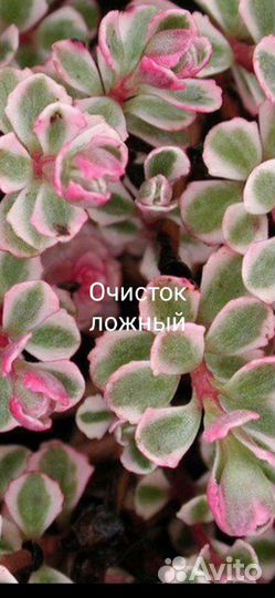 Многолетние цветы для сада