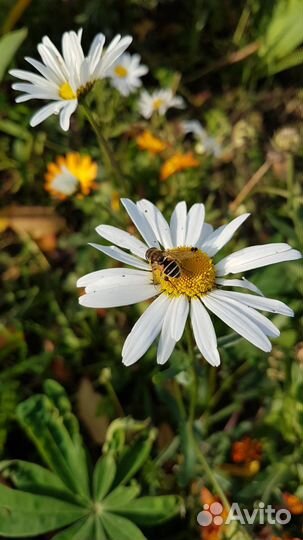 Цветы Ромашка садовая Ландыш