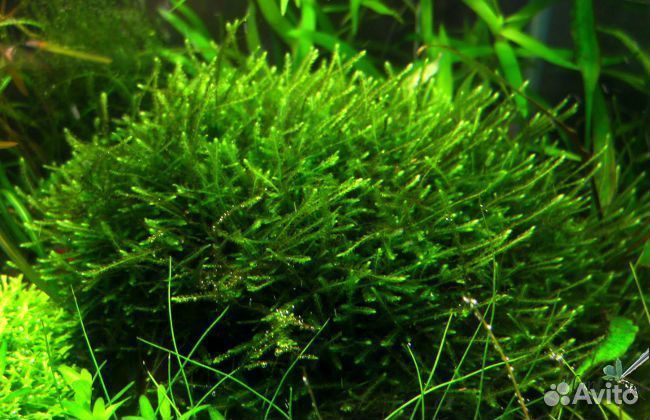 Мох для аквариума
