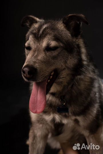 Красивый пес ищет дом