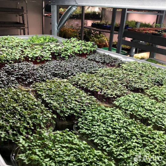 Как открыть бизнес. Сити ферма