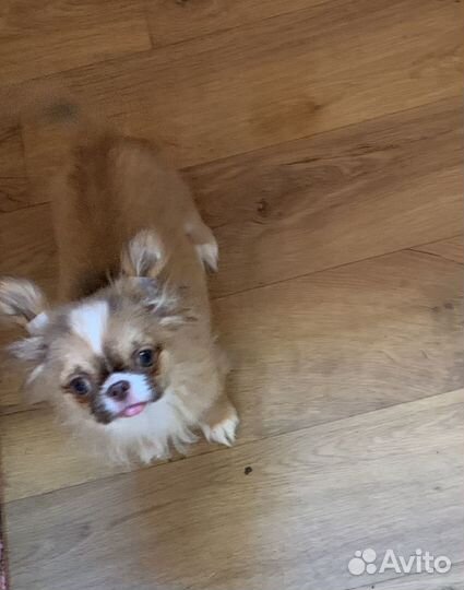 Кукольная девочка