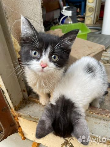 Котенок 4 месяца Маркиза