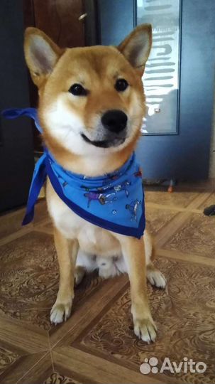 Вязка Сиба ину