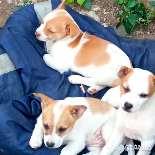 Отдам бесплатно щенки