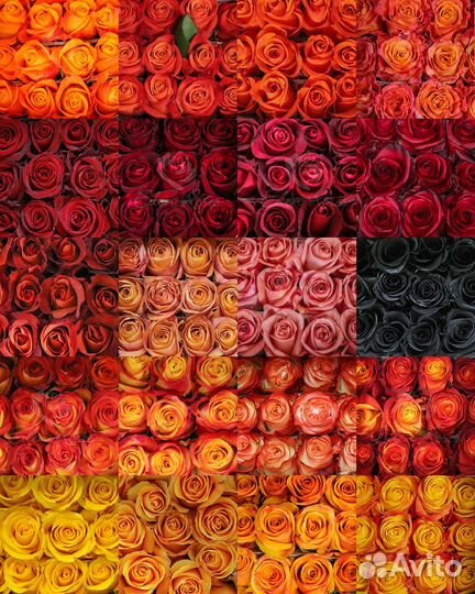 Цветы оптом из эквадора, кении, голландии