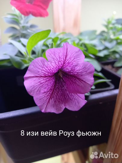 Рассада петуньи ампельной