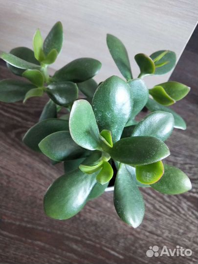 Крассула толстянка