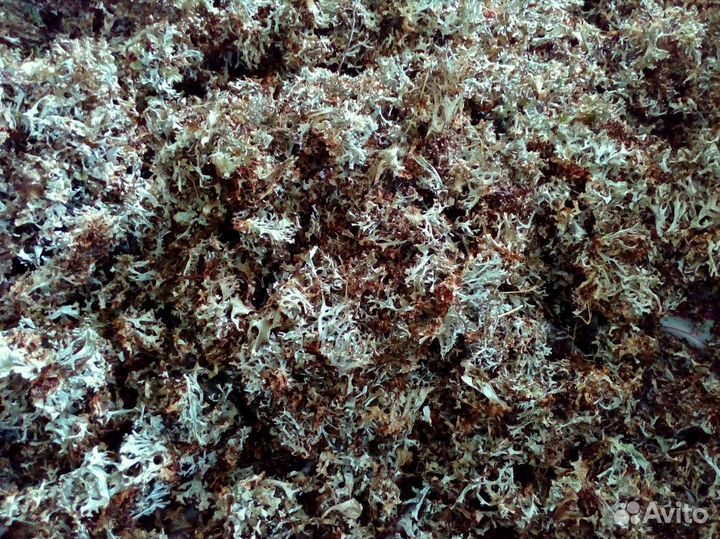 Исландский мох (Цетрария Исландская)