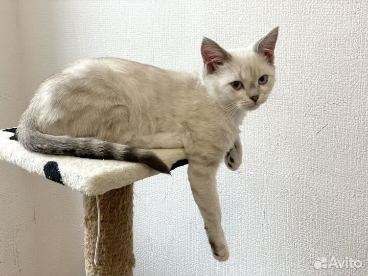Котенок мальчик ищет дом