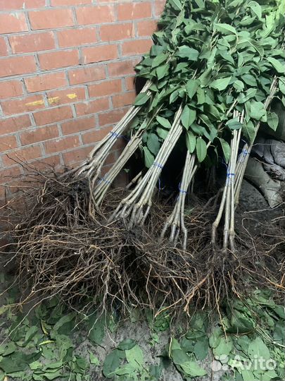 Саженцы черешни