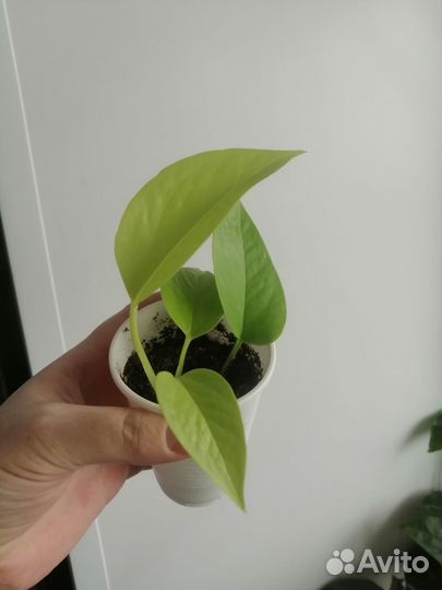 Сциндапсусы