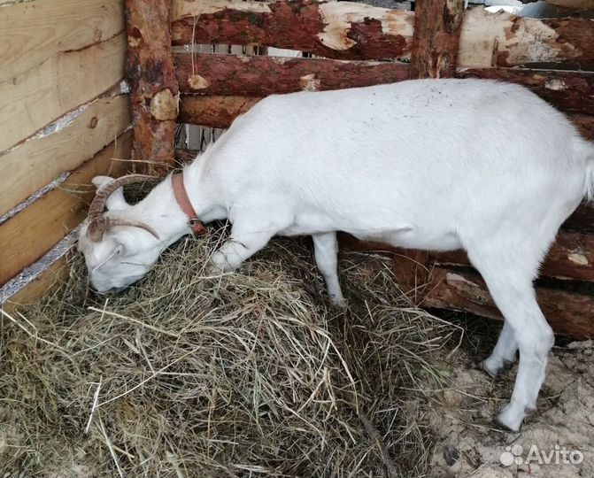 Зааненские козы дойные