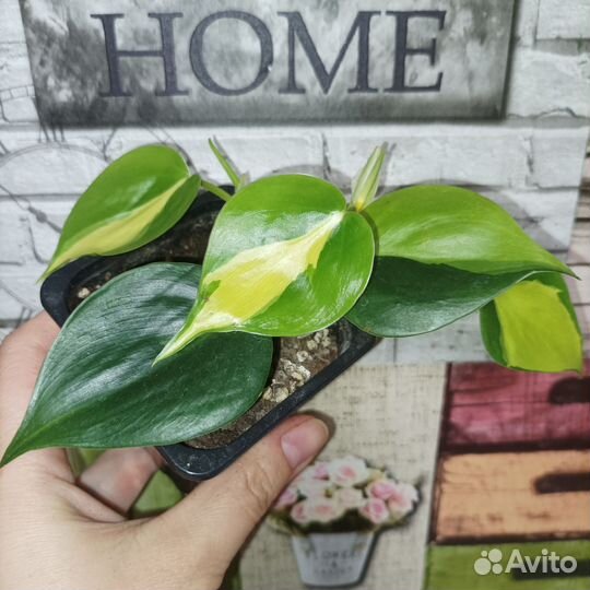 Филодендроны