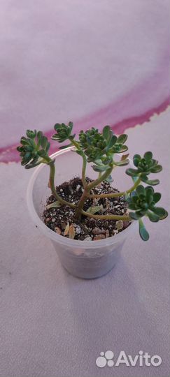 Суккуленты. Эхеверии, крассулы, крестовники