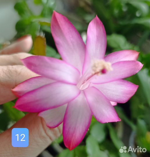 Декабрист шлюмбергера