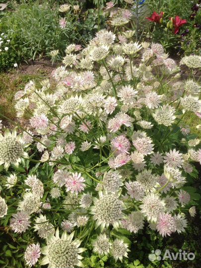 Садовые цветы