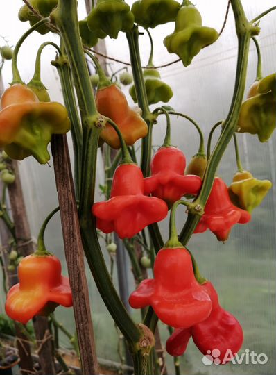 Рассада декоративного перца 