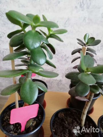 Денежное дерево