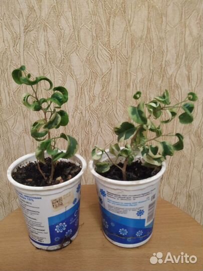 Фикусы сортовые