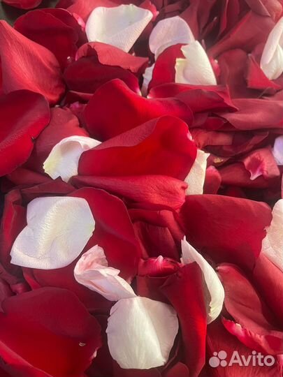 Лепестки роз в наличие