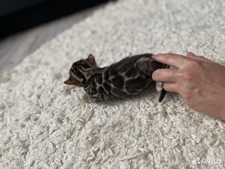 Бенгальские котята