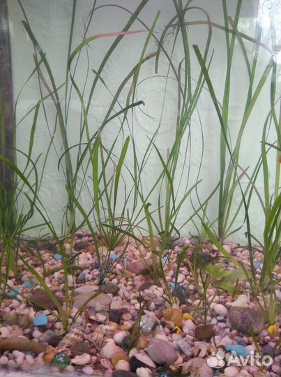 Аквариумные растения