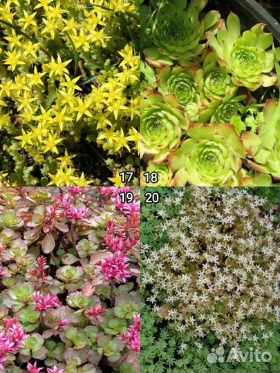 Многолетние садовые цветы для сада