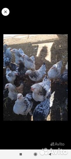 Петухи Брама