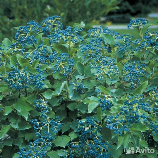 Калина зубчатая Блю Маффин