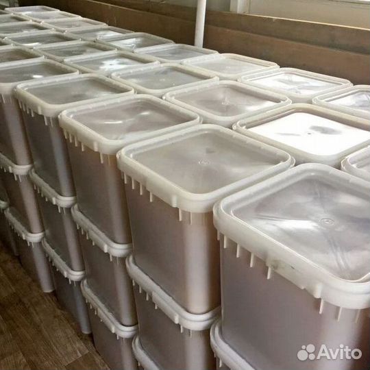 Свежий дягиль оптом