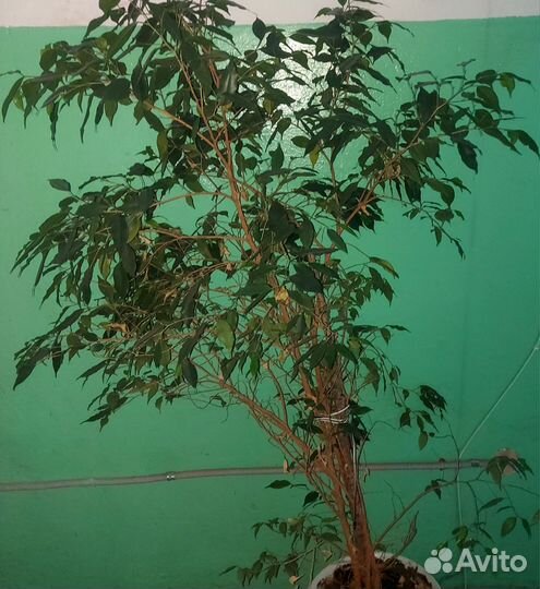 Фикус бенджамина большой