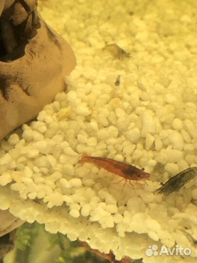 Аквариумные креветки