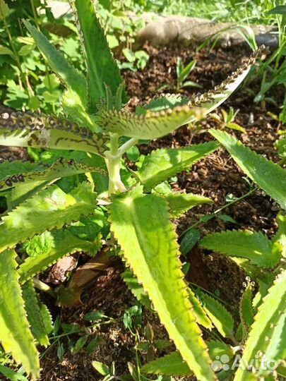 Каланхоэ алоэ 100-200