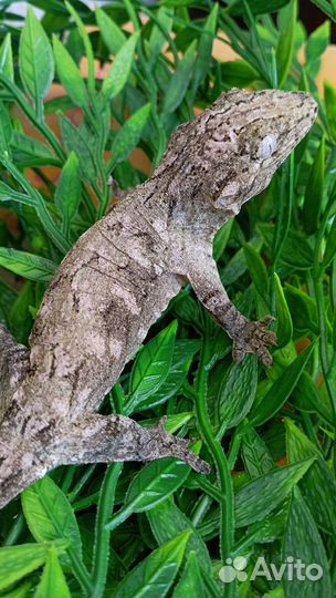 Бананоед Гигантский