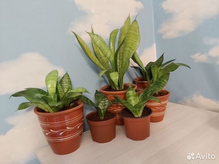 Сансевиерия