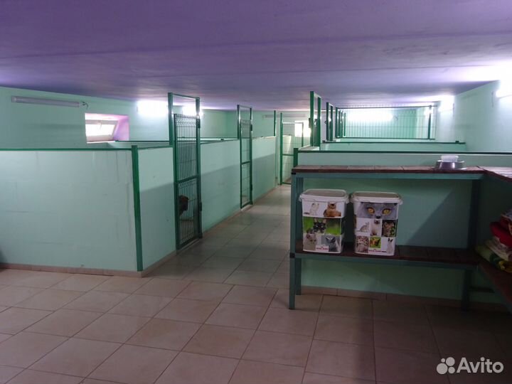 Передержка (гостиница ) для собак