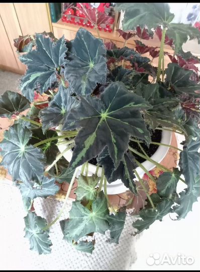 Бегония декоративно лиственная